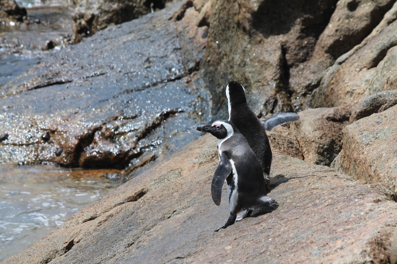 focus on foreground, outdoors, animal, solid, animal themes, nature, water, vertebrate, penguin, one animal, beach, 4K, land, no people, boulders beach
