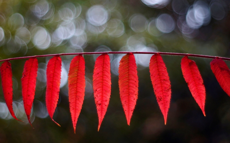 Bokeh, Red, narrow, long, 1080P, leaf, plant, Elongated, Leaves