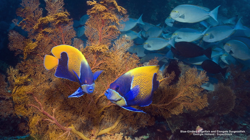 angelfish, elongate, blue-girdled, surgeonfish, 2K, and