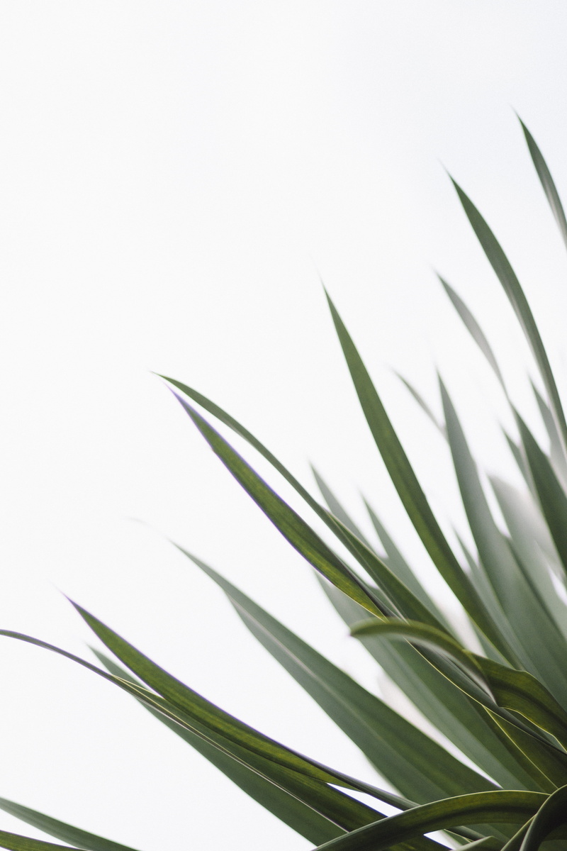 spiky, growth, succulent, white background, day, close-up, 5K, selective focus, palm leaf, nature, outdoors, freshness, close, tropical, beauty in nature