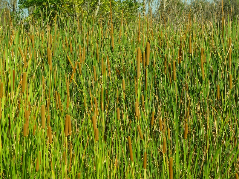 tranquility, green, grass, plants, beauty in nature, aquatic, tree, swamp, elongated, land, typhaceas, wetland, water, plant, outdoors, vegetation, nature