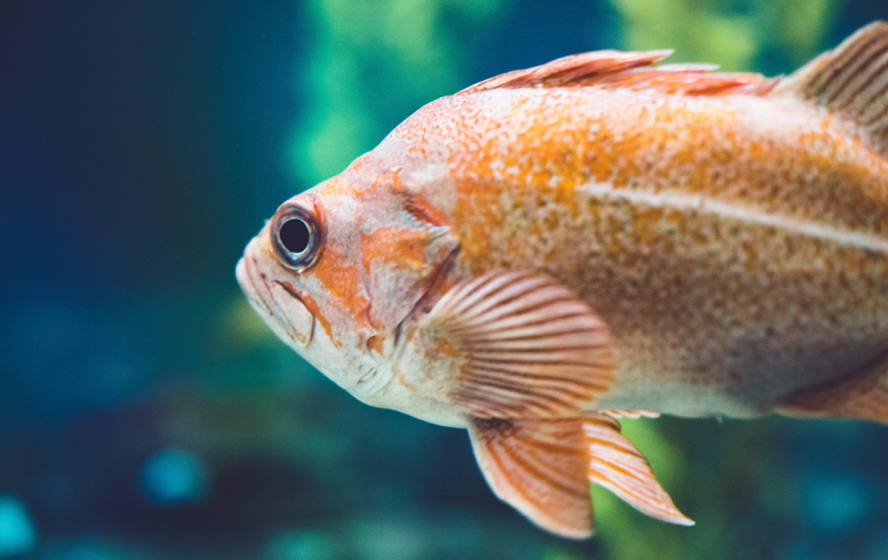 underwater, no people, water, sea, animal themes, animals in the wild, close-up, undersea, sea life, aquarium, animal body part, issa fish, swimming, fish