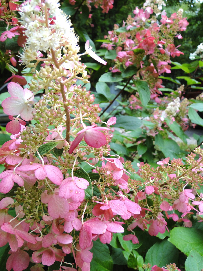 2K, outdoors, botany, pink color, freshness, flowering plant, paniculata, Pinky, plant part, vibrant, nature, flower head, elongated, flower, flowers