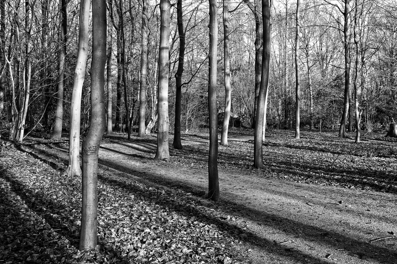 woodland, growth, nature, 4K, trunk, netherlands, non-urban scene, long shadows, slender trees, outdoors, day, tranquil scene, environment, trees, land