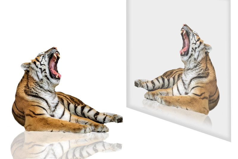 feline, domestic cat, cat, mammal, tiger, 1080P, animal, mirror, graphics, domestic, wild animals, animals, mirror effect, cut out, mouth open, animal themes
