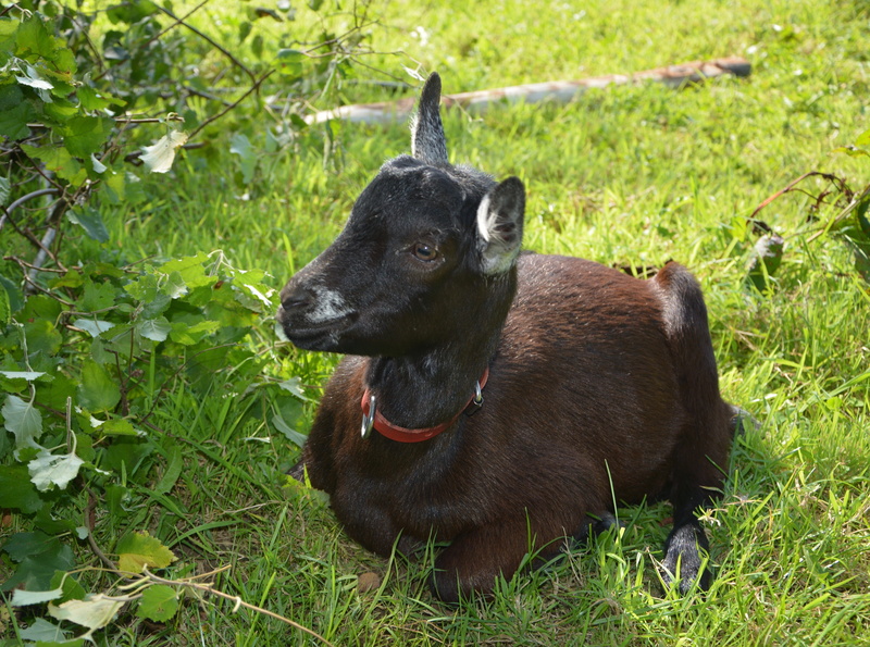 black color, rest, animal, dog, green color, domestic animals, mouth open, pets, growth, goat alpine elongated, pretty, mammal, field, plant, domestic