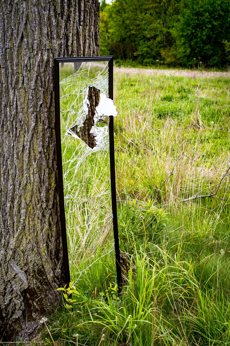 4K, wood - material, grass, architecture, land, day, no people, mirror, sunlight, tree trunk, non-urban scene, power, tree, outdoors, nature, chesterton