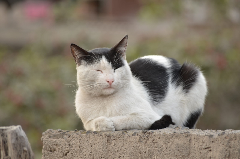 concrete, black, cat home, whisker, solid, white, animals, no people, rock, fence, pussycat, domestic animals, feline, laid back, mammal, 4K, one animal