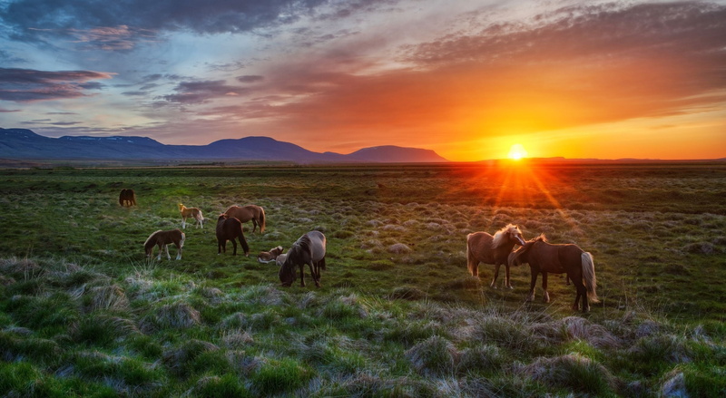 grazing, landscape, brown, mountain, tranquil Scene, animal themes, 2K, cloud - Sky, farm, horse, rural Scene, blue, sky, pets, sun, vertebrate, green