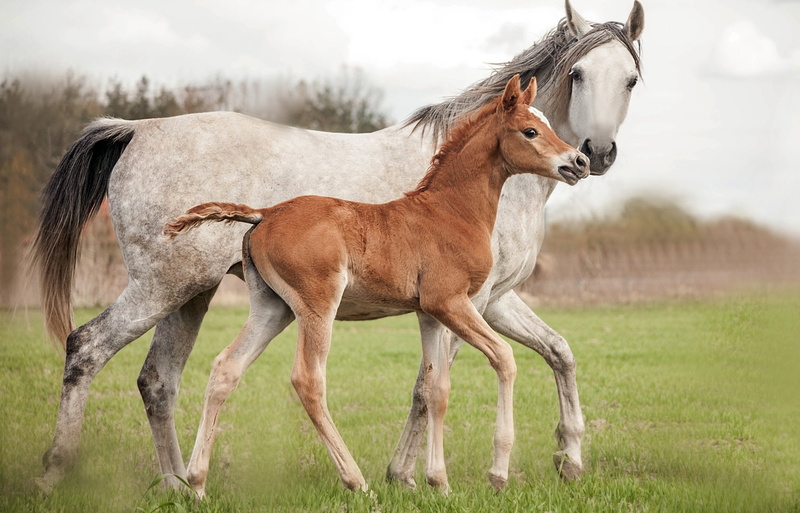 1080P, Baby Animal, Horse, Animal, Foal