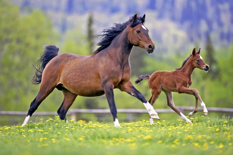 outdoors, plant, no people, 1080P, domestic animals, flower, field, Horse, pets, Baby Animal, group of animals, day, herbivorous, vertebrate, livestock