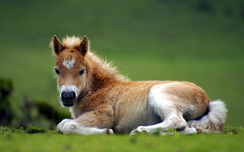 animal wildlife, beauty In Nature, field, animal, pasture, looking, meadow, domestic animals, horse, farm, green Color, domestic, grass, livestock, vertebrate