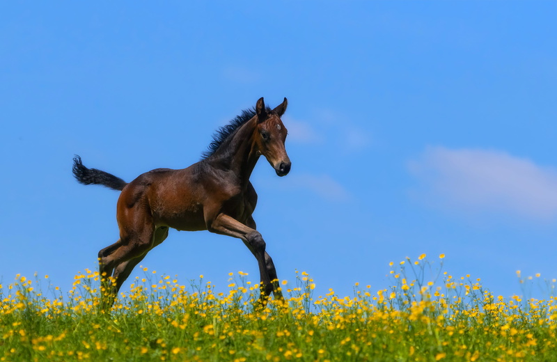 Foal, 4K, Horse, Baby Animal, Animal