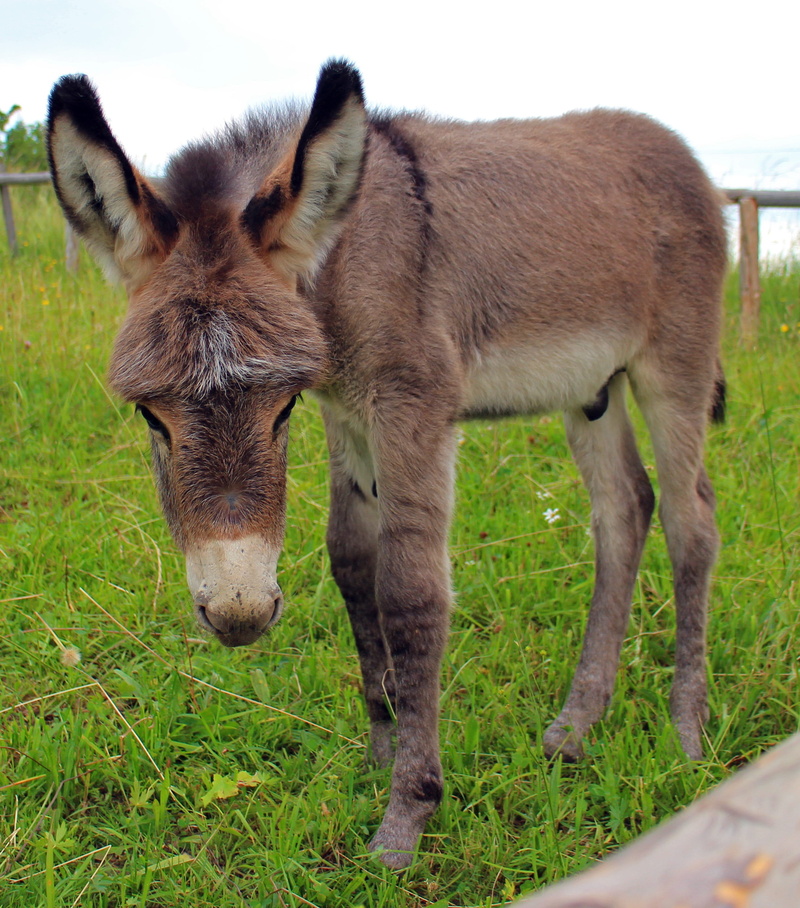 standing, land, livestock, animal, vertebrate, grass, no people, domestic, donkey, ears, plant, mammal, domestic animals, herbivorous, day, eyes, animal head