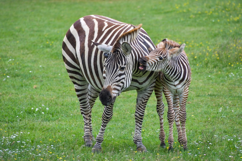 field, domestic animals, petit, outdoors, animals in the wild, livestock, animal wildlife, herbivorous, mammal, no people, young animal, animal themes