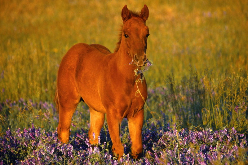 nature, horse, 1080P, hose, cute, quater, animals, foal