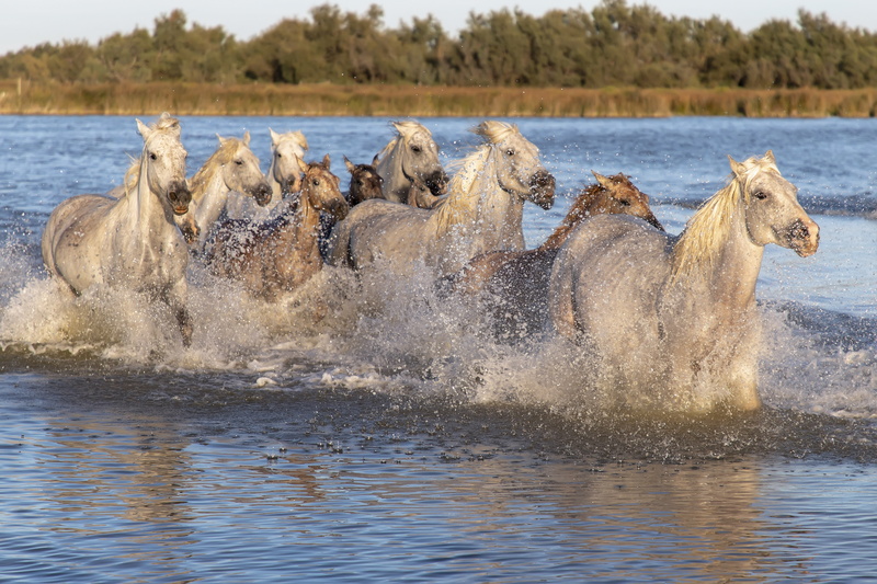 animals, lake, foal, no people, herd, motion, waterfront, camargue, animal, large group of animals, day, saintes-maries-de-la-mer, outdoors, herbivorous