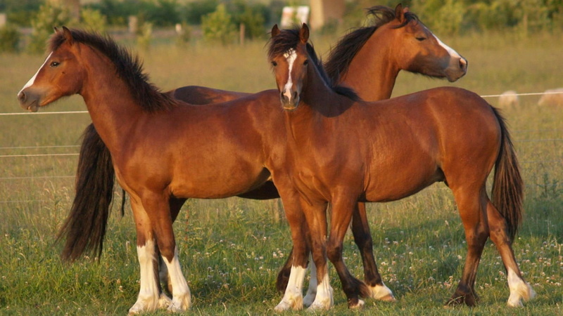 friends, nature, colts, horse, horses, ponies, 1080P, animals, pets, brown horses, filly