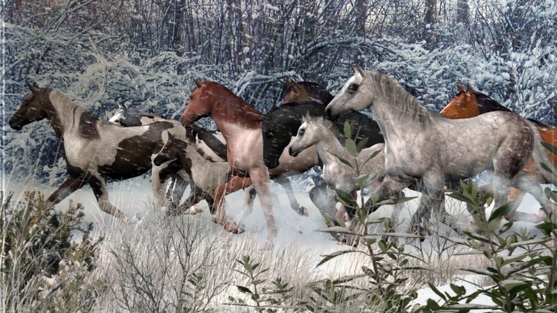 tree, black horses, winter, horses, paint horses, white horses, colts, wild horses, filly, nature, 1080P, brown horses