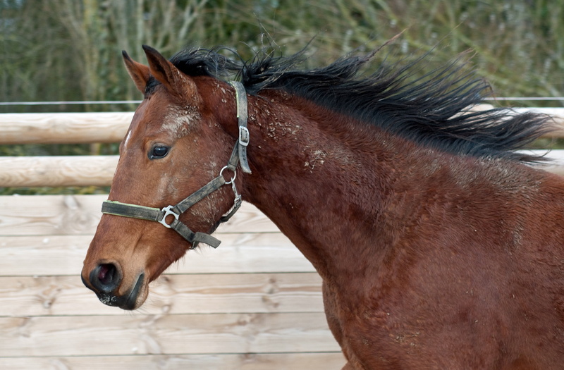 4K, vertebrate, animal body part, pets, brown, horse, mare, domestic animals, no people, animal, young, ranch, run, bridle, animal wildlife, filly, animal themes