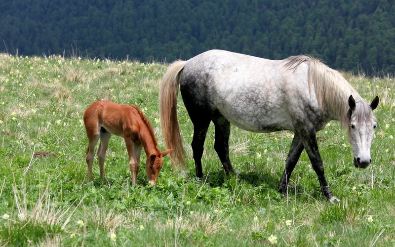 mare, animal family, stallion, animals In The Wild, animal themes, horse, summer, plant, vertebrate, beauty In Nature, field, outdoors, non-Urban Scene
