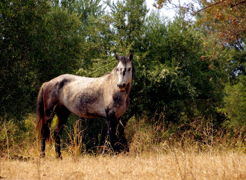 growth, herbivorous, pets, animal wildlife, nature, domestic, field, 2K, mammal, horse, pollino national park, animal themes, outdoors, vertebrate, animal