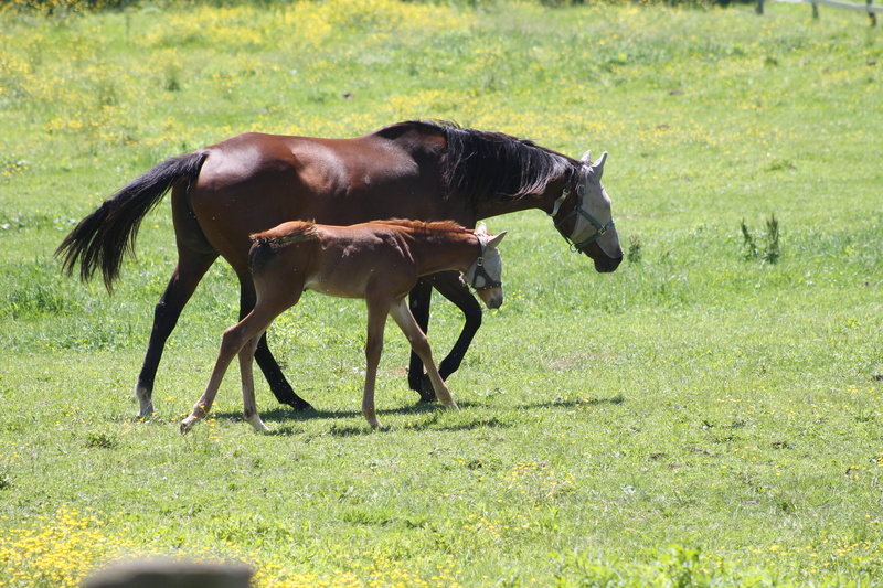 cute, mama, vertebrate, filly, broodmare, green color, graze, animal themes, no people, hay, grass, pets, land, horse farm, domestic, livestock, plant