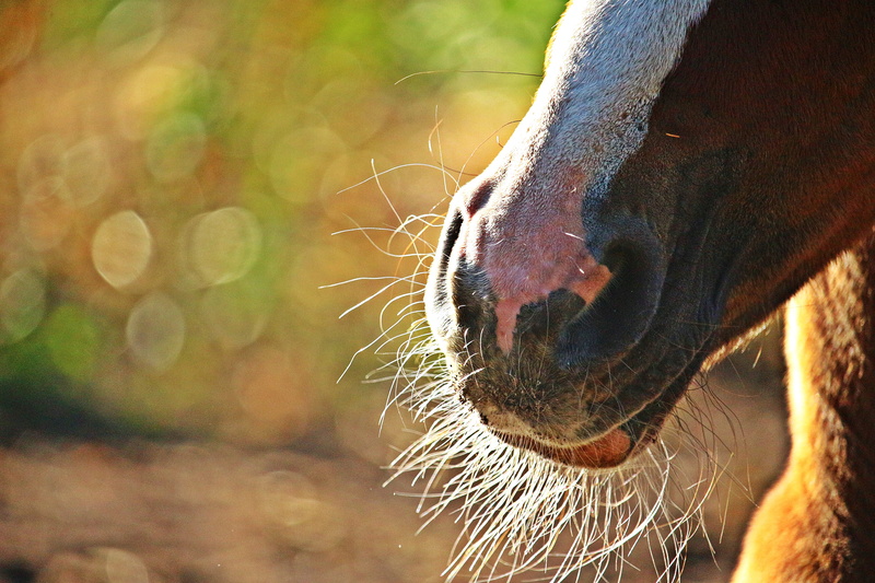 animal body part, animals in the wild, day, one animal, animal wildlife, horse head, foal, animal themes, horse, animal teeth, domestic animals, fuchs