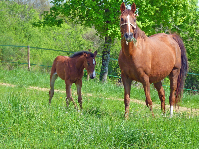 day, mare, grass, breeding horses, nature, meadow, ranch, pets, field, land, animal themes, filly, animal, animal wildlife, pure arab blood, horse, foal