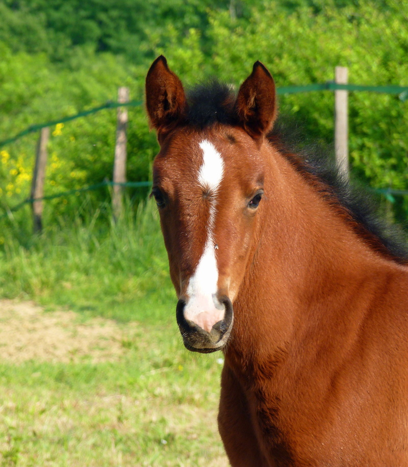 farm, brown, pets, horse, ranch, mare, herbivorous, foal, petit, meadow, looking at camera, animal themes, rural Scene, one animal, portrait, animal wildlife