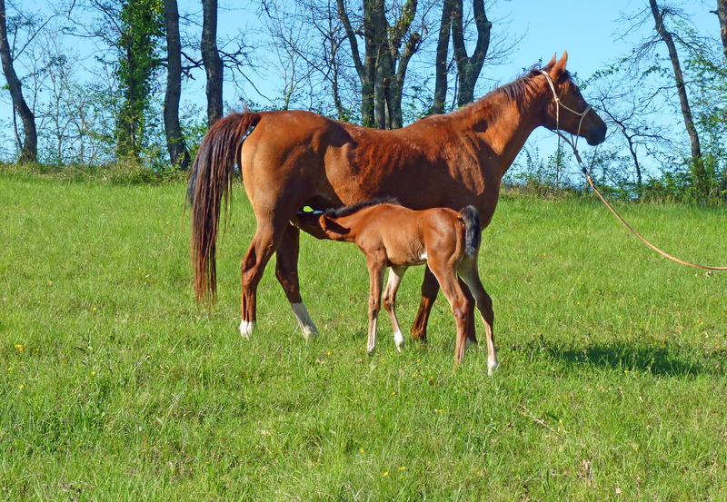 domestic animals, vertebrate, 2K, animal, animal wildlife, animal family, female animal, feeding, day, pre, filly, animal themes, breastfeeding, equine