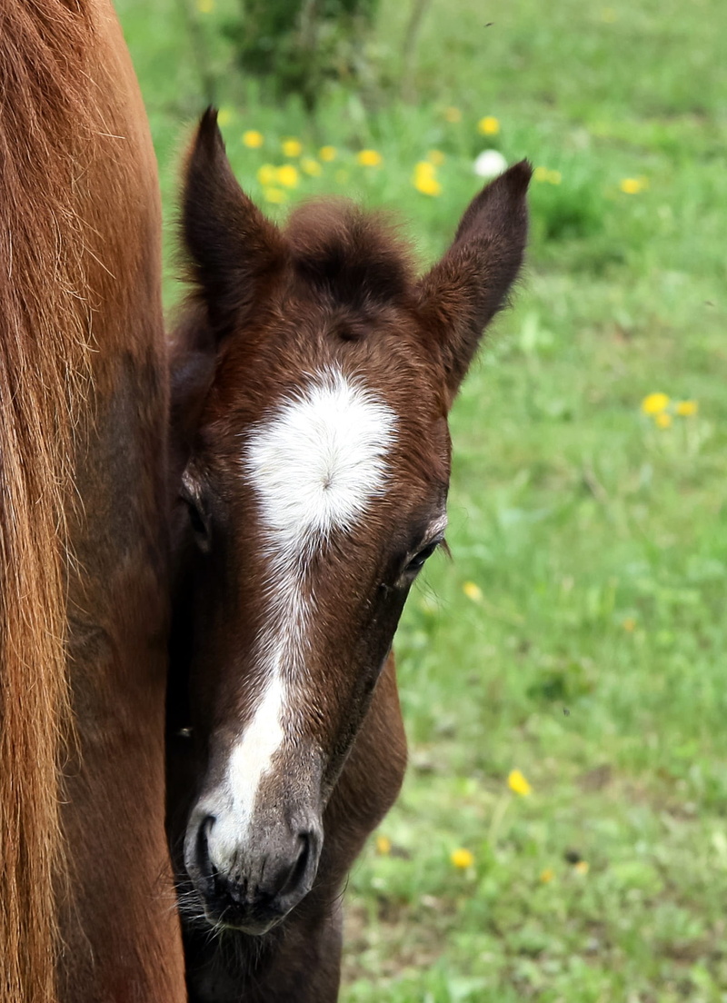 focus on foreground, pets, mare, broodmare horse, breeding horses, animals, broodmare, nature, domestic animals, animal wildlife, mane, brown, 1080P, grass