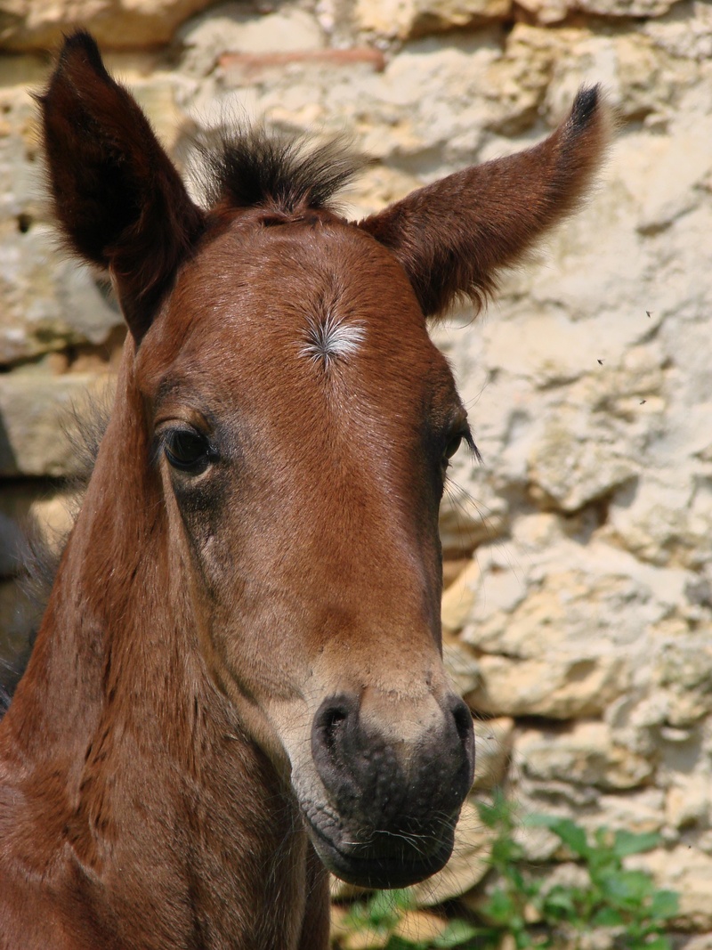 close-up, sport, french saddle, outdoors, bai, herbivorous, livestock, animal wildlife, animal themes, portrait, one animal, 1080P, brown, head, focus