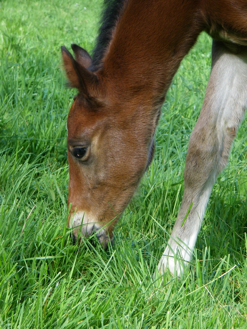 livestock, 2K, horse, vertebrate, brown, mammal, animal wildlife, nature, foal, filly, pets, one animal, animal, animal body part, domestic, field, animal themes