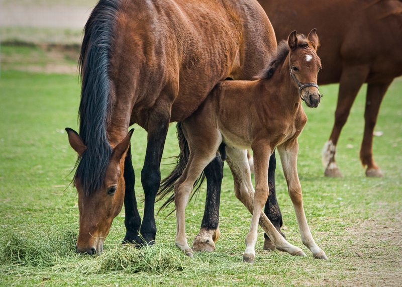 livestock, field, mammal, domestic animals, colt, pasture, meadow, no people, animal themes, filly, equine, animal wildlife, rural Scene, agriculture, animal family