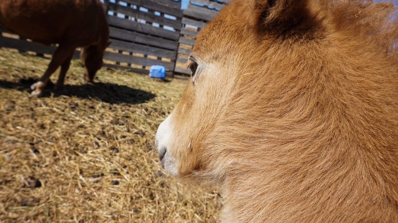 close, foal, saskatchewan, babies, herbivorous, colt, brown, mini, horse, day, mammal, animal themes, looking, shot, country, animal hair, animal, miniature