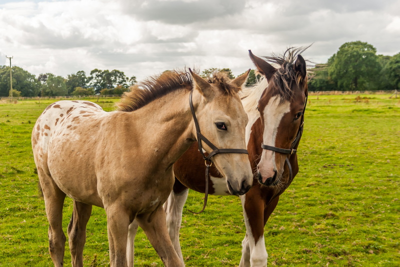 group of animals, horses, equine, two animals, animal wildlife, horse, head, animal, brown, plant, grass, pets, no people, animal themes, mammal, livestock