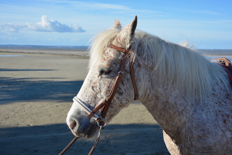 animal head, pets, domestic animals, sea, mammal, head, filly, animal, horse, profile, vertebrate, bridle, nature, horseback riding, sky, mane, equine