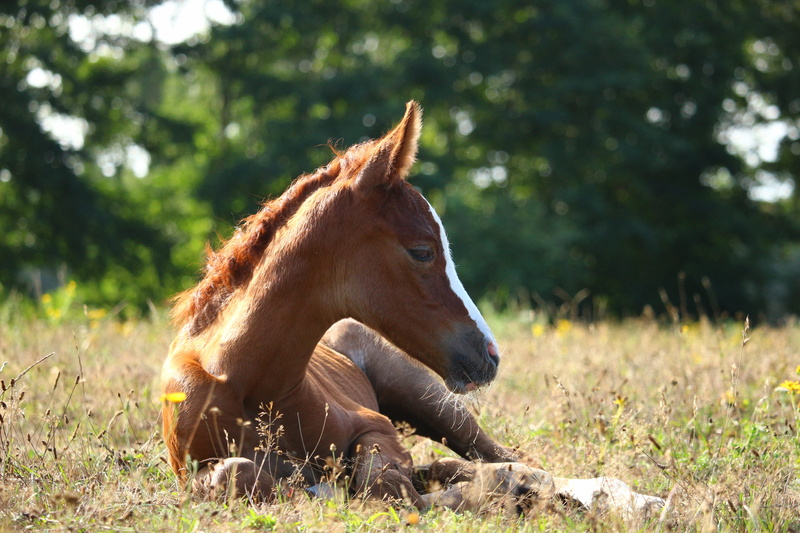 herbivorous, grass, mare, summer, sunlight, field, pasture, pets, young, outdoors, mammal, domestic animals, no people, one animal, land, livestock, fuchs