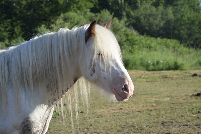 daytime, Filly, nature, no people, Horse, land, tree, animals And Pets, herbivorous, farm, working animal, brown, field, pets, near, Head, Animals, Mare