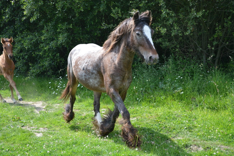 horse, nature, breeding, filly, near, herbivorous, daytime, vertebrate, domestic, brown, leaf, livestock, mane, growth, animal, pasture, trees, foal, meadow
