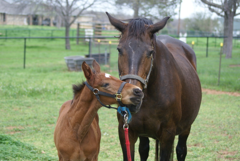 day, field, Mare, group of animals, brown, no people, Foal, focus on foreground, herbivorous, animal, equestrian, domestic animals, animal wildlife, vertebrate