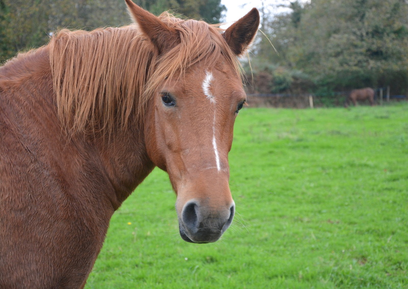 outdoors, one animal, livestock, pets, broodmare, nature, domestic animal, plant, animal, domestic animals, vertebrate, portrait, mane brown, land, herbivorous