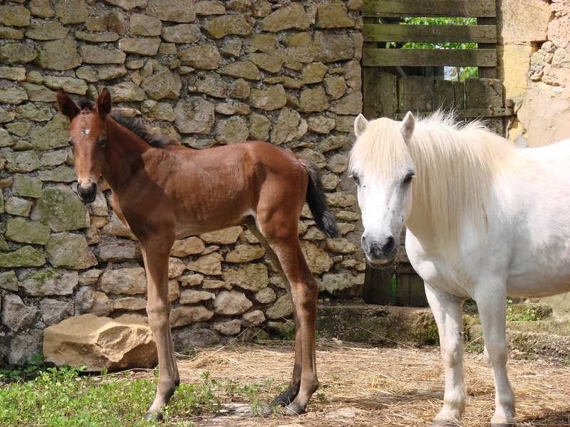 petit, vertebrate, nature, pony, day, wall, animals, no people, foal, group of animals, standing, outdoors, domestic, mammal, animal, pets, horse, two animals