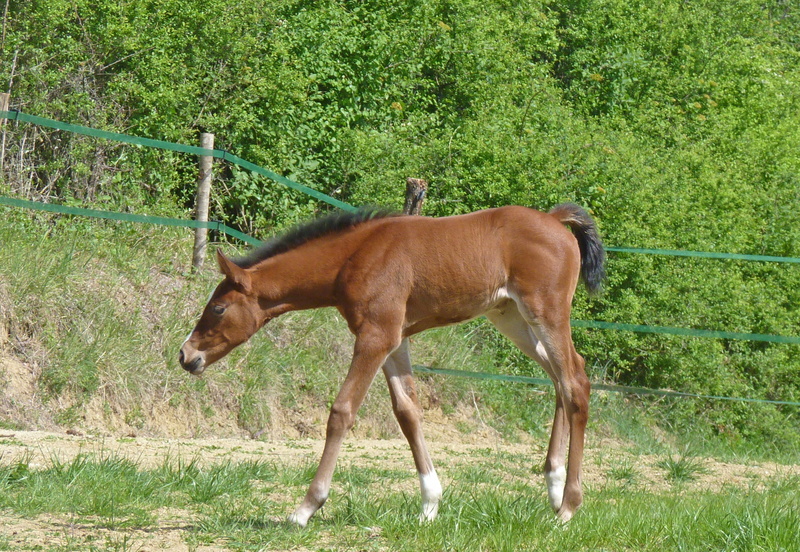 herbivorous, nature, domestic animals, animals In The Wild, breeding, Blood, animal, brown, pasture, foal, animals And Pets, 2K, petit, animal wildlife