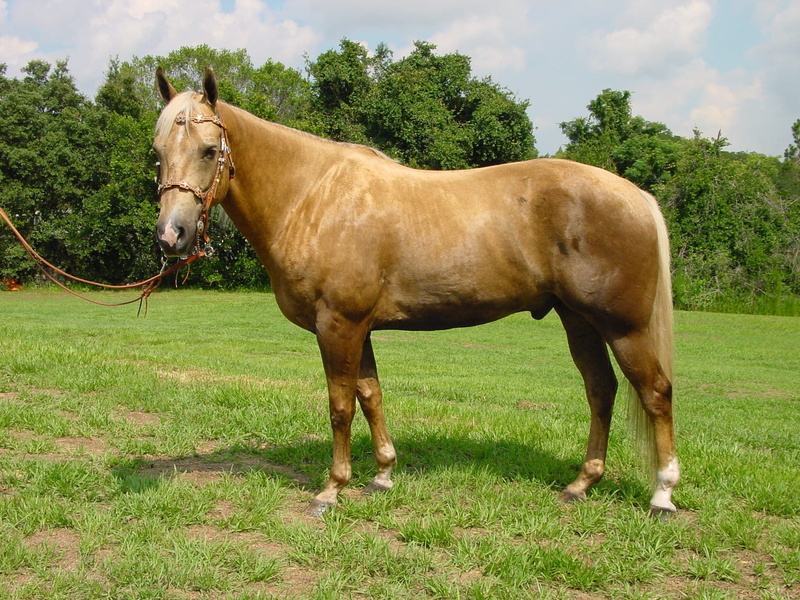 hoof, pasture, farm, ranch, stud, vertebrate, wildlife, nature, foal, farm animal, thoroughbred, chestnut, land, animal, horseflesh, domestic, mustang