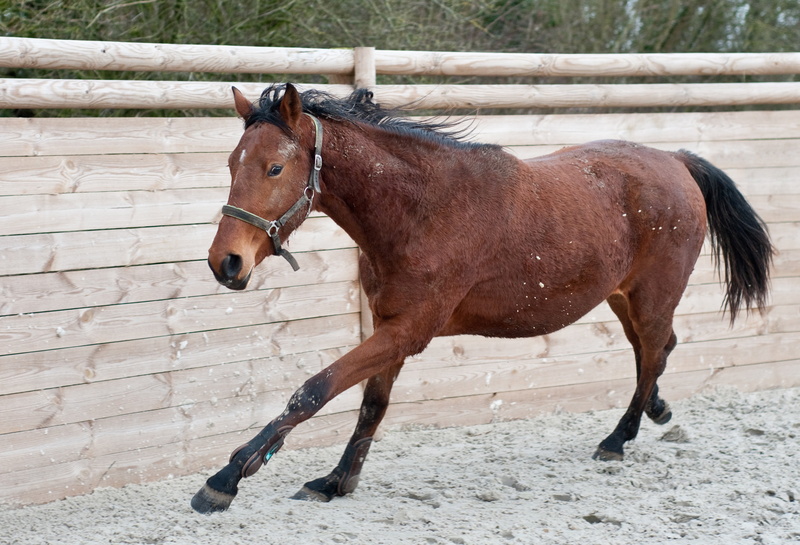 animal pen, mare, no people, filly, domestic animals, livestock, animal, standing, animal themes, vertebrate, working animal, stable, 4K, barrier, mammal