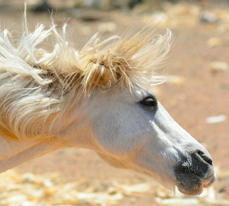 domestic animals, ranch, domestic, one animal, day, pets, focus on foreground, wild, vertebrate, photo, herbivorous, mane, horse, dom, animal body part