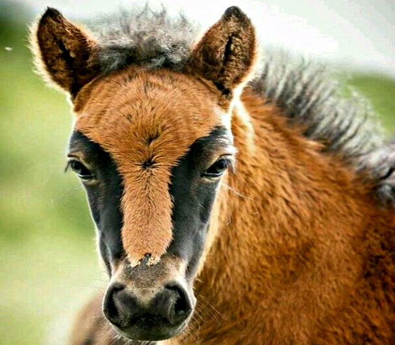 animal wildlife, animal body part, Baby, donkey, 1080P, close-up, animal themes, one animal, day, livestock, domestic animals, looking at camera, herbivorous