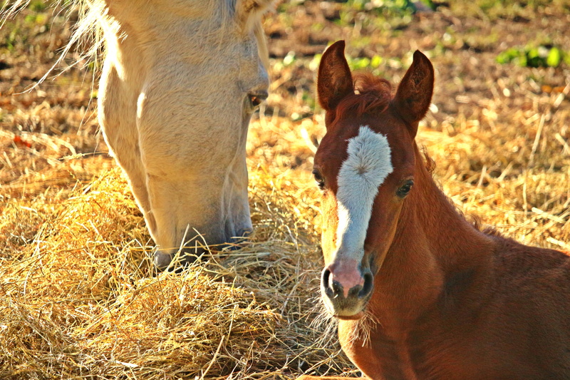 no people, horse head, pets, filly, brown, animal themes, domestic, nature, field, one animal, vertebrate, mare, pasture, horse, animal, 5K, grass, land
